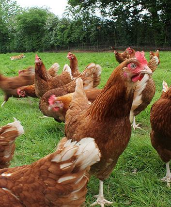 Warren point of lay pullets