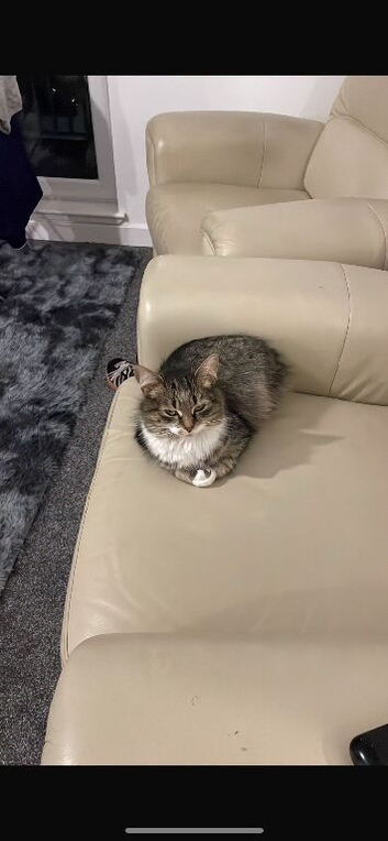 Female Cat for sale