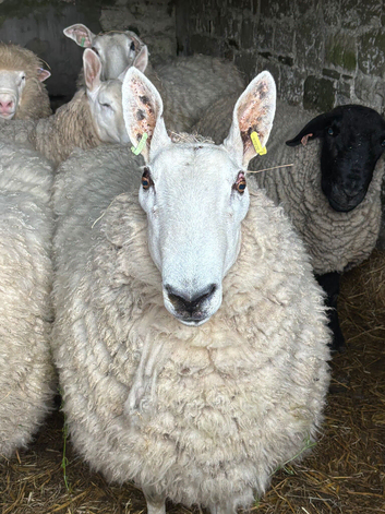 Dorset and Border Leicester Rams