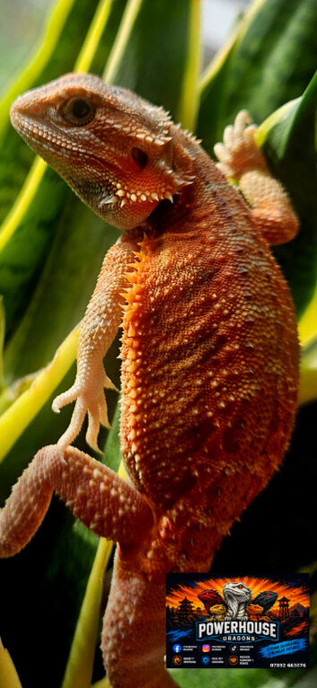 Female bearded dragon