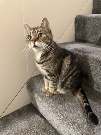 Female Tabby Cat
