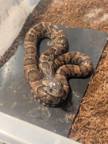 Hypo false water cobras