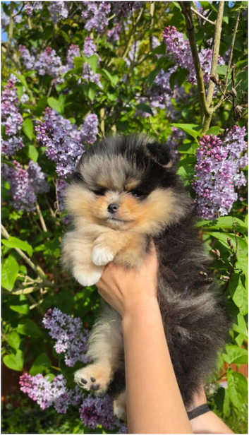 Black and Tan pomeranian pups