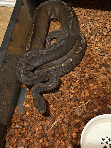 Reduced royal pythons different morphs