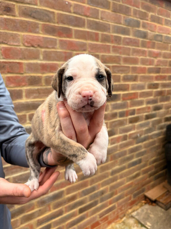 Beautiful mixed breed pups