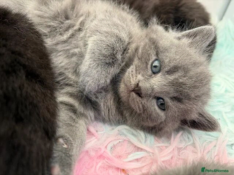BEAUTIFUL Scottish Fold Kittens 8 JUNE 2 left