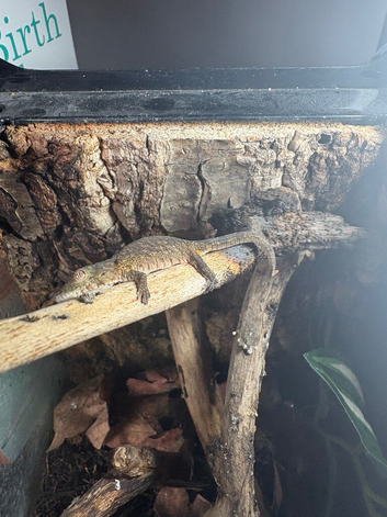 Bauers Chameleon Geckos