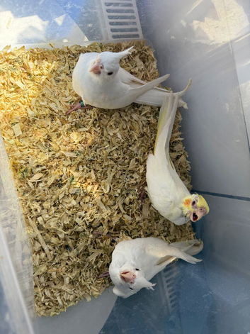 Super cuddly tame baby cockatiels