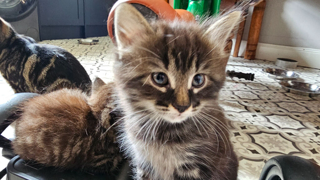 Beautiful fluffy maine coon cross kittens