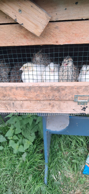 Quails