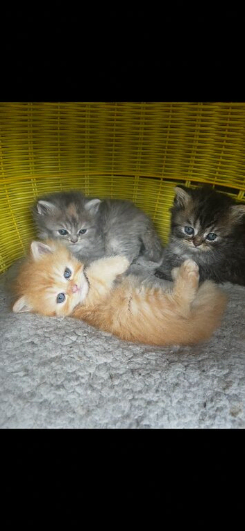 Persian kittens
