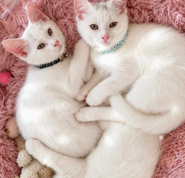Turkish Angora