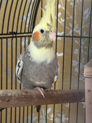 3 cockatiels for sale