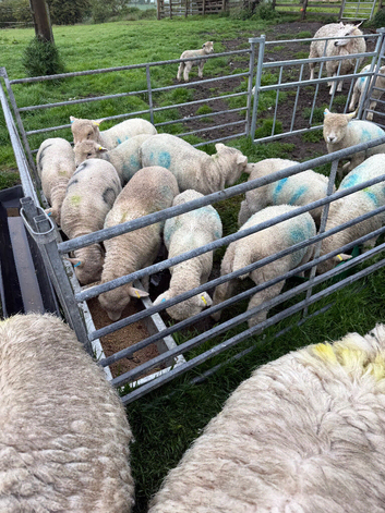 Registered pedigree Ryeland sheep