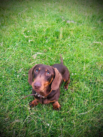 Beautiful chocolate and tan dachshund boy