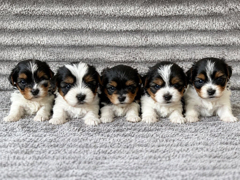 Beautiful Biewer Terriers