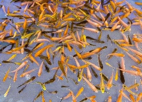 1000&rsquo;s Koi Fry 1-3 inches