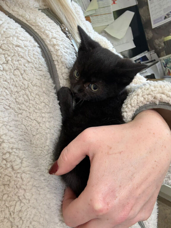 Kittens 1x black boys left