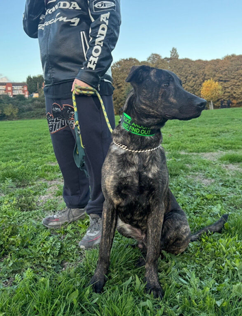 F1 Bullherder for forever home