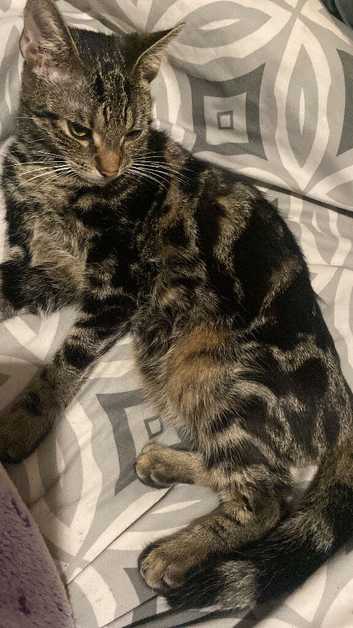 Female cat