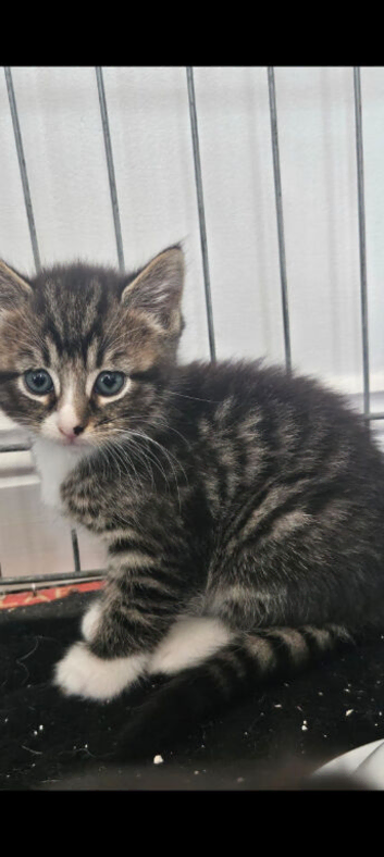 Kittens