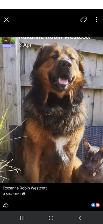 Family Dog for STUD️️