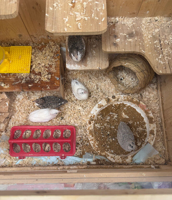 Five button quails for sale