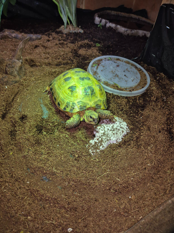 horsefield tortoise (only one left used to have two)