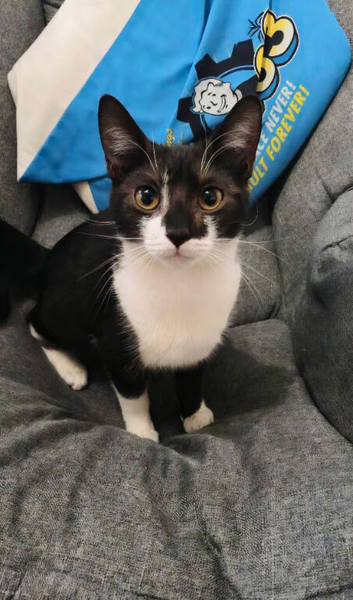 adult female spayed tuxedo