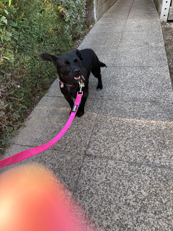 1 year old puppy for sale