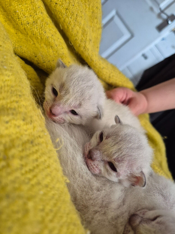 Bengal siamese cross sphynx