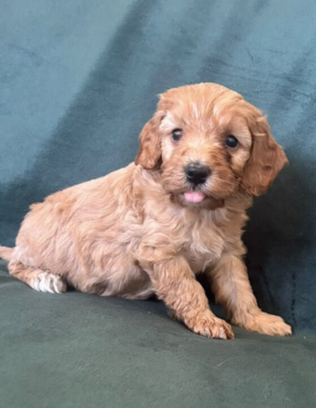 Gorgeous Cockapoo Puppies 3/4 Poodle