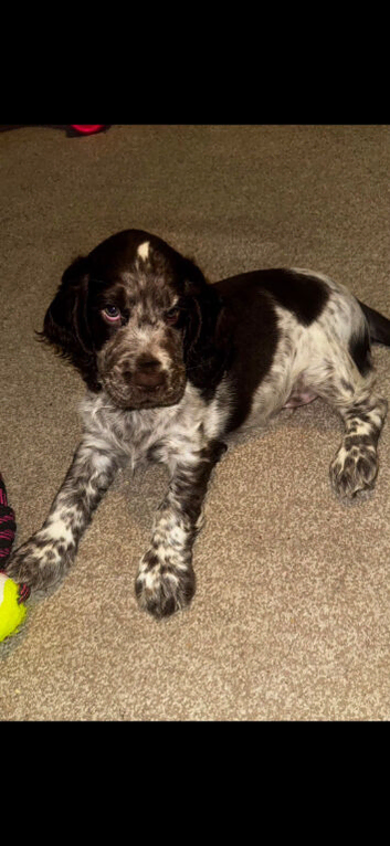 Blue roan male show spaniel