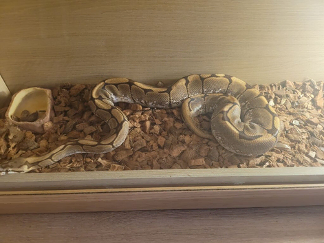 2 lavender pastel het double albino pied girls