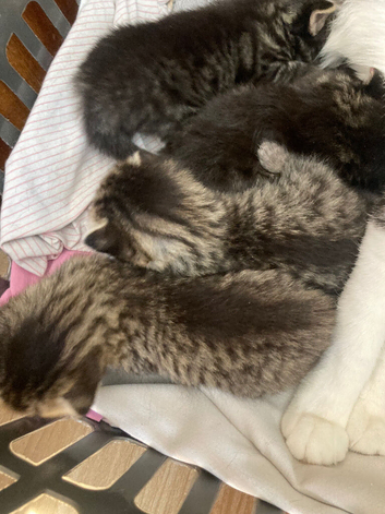 Sweet Kittens