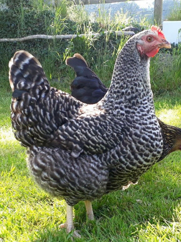 Point of lay vaccinated pullets