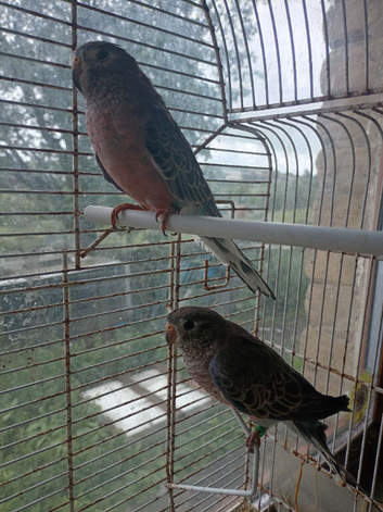 Pair of Bourke parakeets