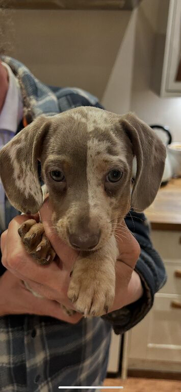 Miniature dachshund