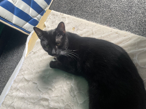 Needing a loving home asap as I have males