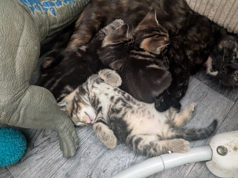 3 kittens
