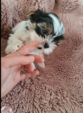 Yorkshire terrier
