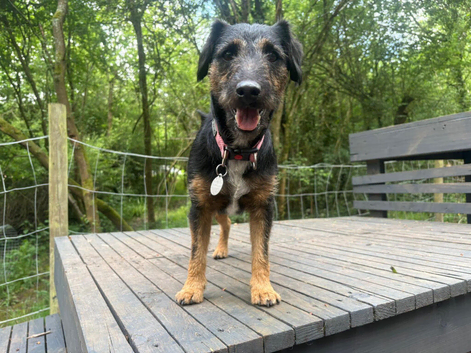 Rolo is looking for his new home