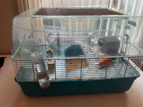 Harry needs a new home
