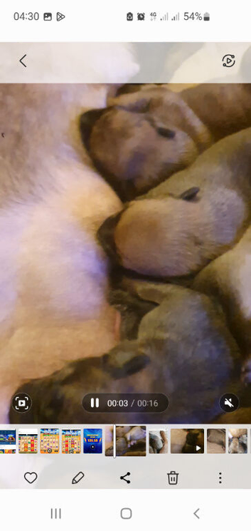 Bullherder x Dutch shepard puppies