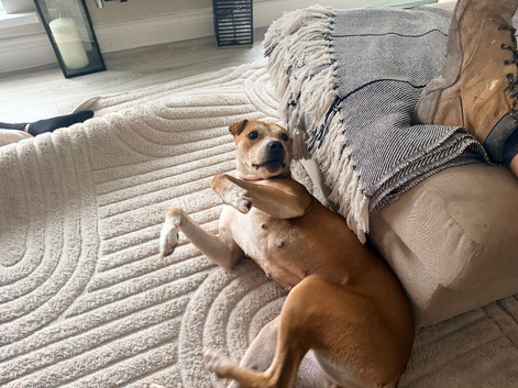 Staffy cross age 3 female looking for a home