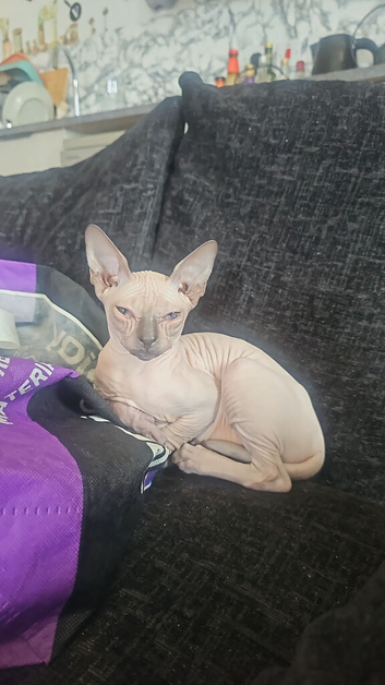 Full white hairless Sphynx