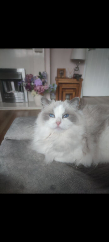 Ragdoll kittens due