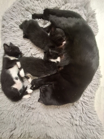 Beautiful, healthy kittens looking for a loving home!