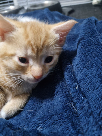 Beautiful female ginger kitten