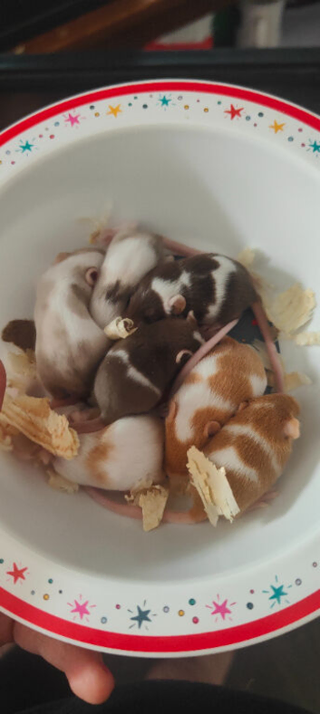 beautiful mice